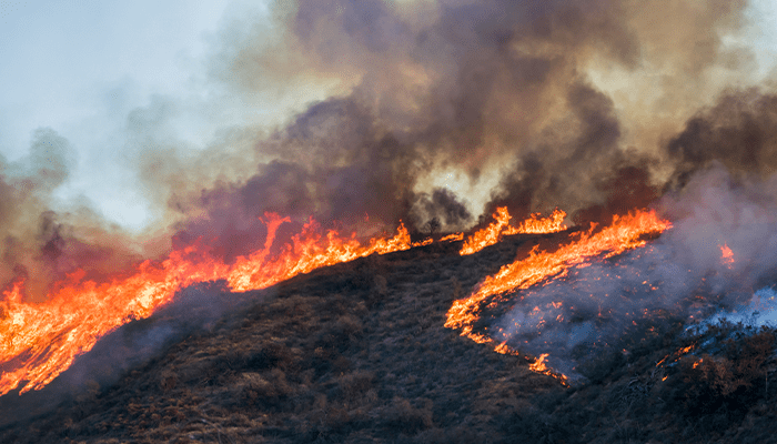 Protecting-Your-Business-from-Wildfires